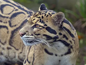 RF - Clouded leopard (Neofelis nebulosa) portrait. Captive