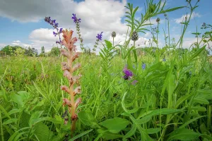 Orobanchaceae Prints: RF - Clove-scented broomrape (Orobanche caryophyllacea) flowering