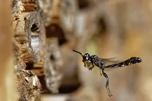 Wasp Prints: RF - Club-horned wood borer wasp (Trypoxylon clavicerum)