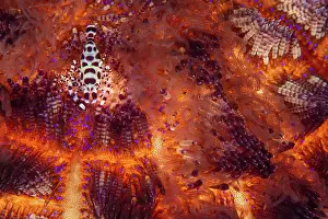 Periclimenes Prints: RF - Coleman shrimp (Periclimenes colemani) female