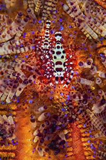 Periclimenes Prints: RF - Coleman shrimp (Periclimenes colemani) female