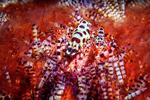 Camouflage Prints: RF - Coleman shrimps (Periclimenes colemani) pair