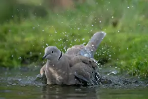 Brasschaat Prints: RF - Collared dove (Streptopelia decaocto) bathing