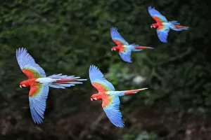 2018 May Highlights Collection: RF - Four colourful Red-and-green macaws or Green-winged macaws (Ara chloropterus
