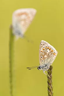 RF - Common blue butterflies (Polyommatus icarus) resting on a backlit grass, evening light