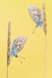 Rf17q1 Gallery: RF - Common blue butterflies (Polyommatus icarus) resting on grass. Vealand Farm, Devon, UK