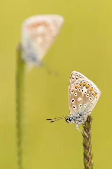 Lycaenid Prints: RF - Common blue butterflies (Polyommatus icarus) resting on a backlit grass