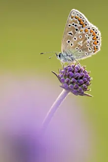 Dipsacaceae Prints: RF - Common blue butterfly (Polyommatus icarus) female