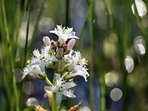 Asterales Prints: RF - Common bogbean (Menyanthes trifoliata) in flower