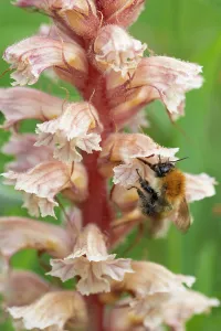 Orobanchaceae Prints: RF - Common carder bumblebee (Bombus pascuorum) nectaring on Amethyst broomrape (Orobanche amethystea) flower