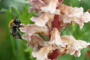 Orobanchaceae Prints: RF - Common carder bumblebee (Bombus pascuorum) nectaring on Amethyst broomrape (Orobanche amethystea) flower