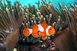 Clownfish Prints: RF - Common clownfish (Amphiprion ocellaris) resting among its host Magnificent sea anemone (Heteractis magnifica)