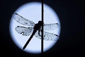 RF - Common darter dragonfly (Sympetrum striolatum) resting on reed, silhouetted against the moon