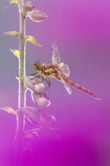 RF - Common darter dragonfly (Sympetrum striolatum) resting on Foxglove (Digitalis purpurea) with dew droplets on wings