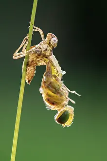 Damselfly Prints: RF - Common darter dragonfly (sympetrum striolatum) emerging from its exoskeleton