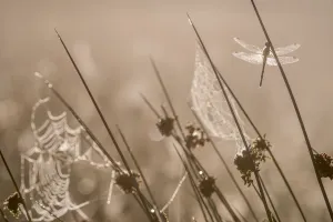 Rf17q1 Prints: RF - Common darter dragonfly (Sympetrum striolatum) resting on reed, dew covered