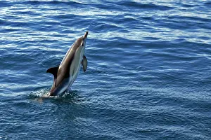 RF - Common dolphin (Delphinus delphis) leaping out of the ocean, Tenerife, Canary Islands, Atlantic Ocean. (This image may be licensed either as rights managed or royalty free.)
