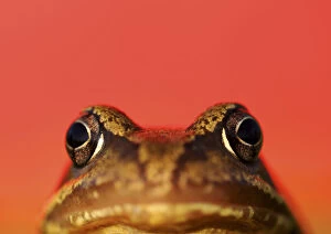 Amphibians Gallery: RF- Common frog (Rana temporaria) portrait with red background. UK
