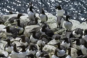 Common Murre Prints: RF - Common guillemots (Uria aalge) colony on sea cliff
