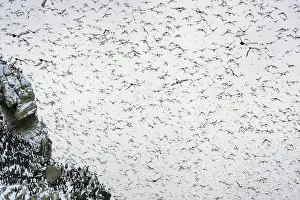 RF - Common guillemots (Uria aalge) flock, mass landing on the island for the first time after months on the sea during winter