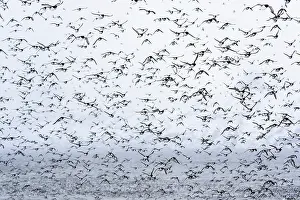 Nordic Countries Prints: RF - Common guillemots (Uria aalge) flock flying around the island preparing for a mass landing