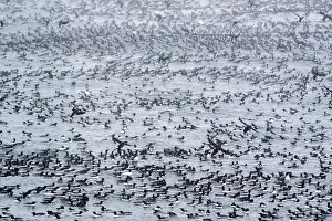 Nordic Countries Prints: RF - Common guillemots (Uria aalge) flock in large masses on the sea waiting and preparing for a mass landing
