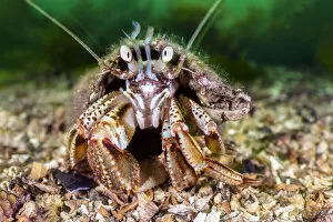 RF - Common hermit crab (Pagurus bernhardus) scuttles over the seabed