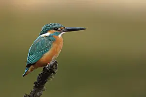 Thailand Prints: RF - Common kingfisher (Alcedo atthis) portrait