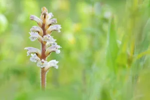 Orobanchaceae Prints: RF - Common / Lesser broomrape (Orobanche minor) in flower