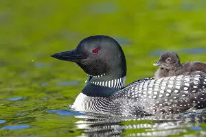 2020 April Highlights Gallery: RF - Common loon (Gavia immer) with chick on back. Michigan, USA. June
