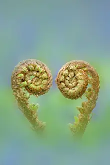 Pteridophytina Prints: RF - Common male fern (Dryopteris filix-mas) unfurling fronds