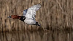 Duck Prints: RF - Common pochard (Aythya ferina) male