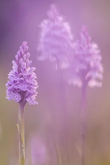 Orchid Gallery: RF - Common spotted orchids (Dactylorhiza fuchsii), Volehouse nature reserve, Devon, UK, June