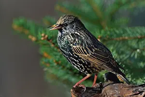Sturnus Vulgaris Prints: RF - Common starling (Sturnus vulgaris) perched on a branch