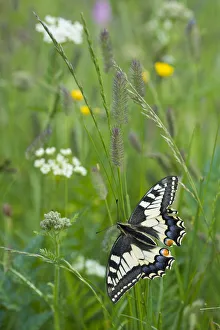 Papilio Prints: RF - Common swallowtail butterfly (Papilio machaon) Aosta Valley