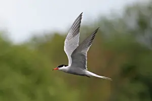 Sterninae Prints: RF - Common tern (Sterna hirundo) in summer breeding plumage