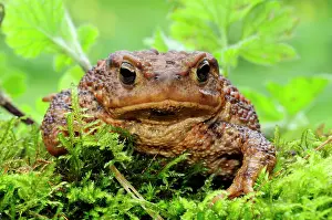 Bufo Prints: RF - Common toad (Bufo bufo) male