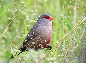 Botanical Garden Prints: RF - Common waxbill (Estrilda astrild) male