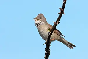 Denmark Prints: RF - Common whitethroat (Curruca communis) perched on thorny branch singing