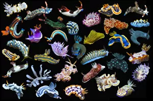 RF - Composite image of tropical nudibranchs on a black background showing variety and abundance of nudibranch species