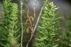 RF - Conehead mantis (Empusa pennata) resting on a plant stem, camouflaged, Mlini, Croatia. September. (This image may be licensed either as rights managed or royalty free.)
