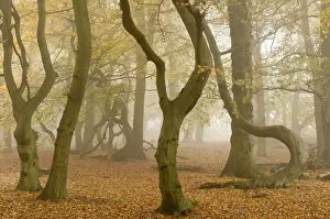 RF- Contorted trunks of Beech trees (Fagus sylvatica) in autumn mist. Beacon Hill Country Park