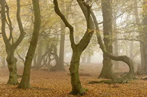 Rf16q4 Prints: RF- Contorted trunks of Beech trees (Fagus sylvatica) in autumn mist