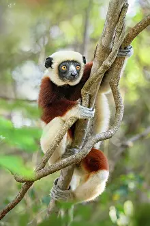 Sifaka Prints: RF - Coquerel's sifaka (Propithecus coquereli) female