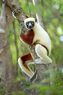 Republic Of Madagascar Prints: RF - Coquerel's sifaka (Propithecus coquereli) female