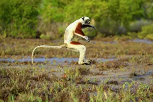 Jumping Prints: RF - Coquerel's sifaka (Propithecus coquereli) male