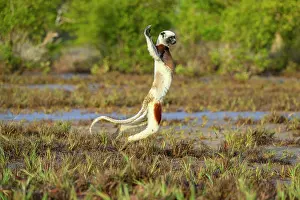 Jumping Prints: RF - Coquerel's sifaka (Propithecus coquereli) male