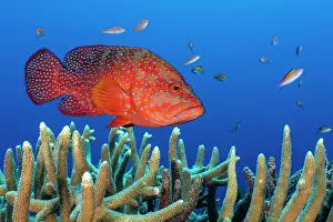 Serranidae Prints: RF - Coral grouper (Cephalopholis miniata) male