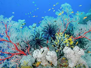 RF - Coral reef scene with Gorgonian coral sea fans (Melithaea sp.), Soft corals (Nephtheidae) and Featherstars (Crinoidea), Raja Ampat, Indonesia, Pacific Ocean