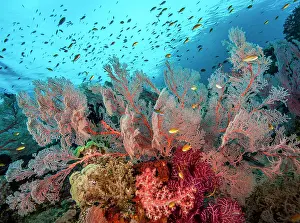 RF - Coral reef scene with Sea fans (Melithaea sp.) and (Echinogorgia sp.), soft corals (Dendronephthya sp.) and (Umbellulifera sp.) and Threadfin anthias (Pseudanthias huchti)